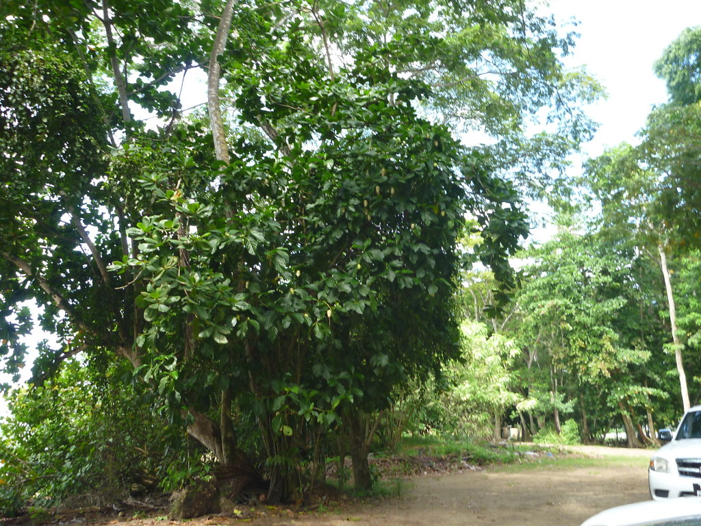 P1020753.JPG