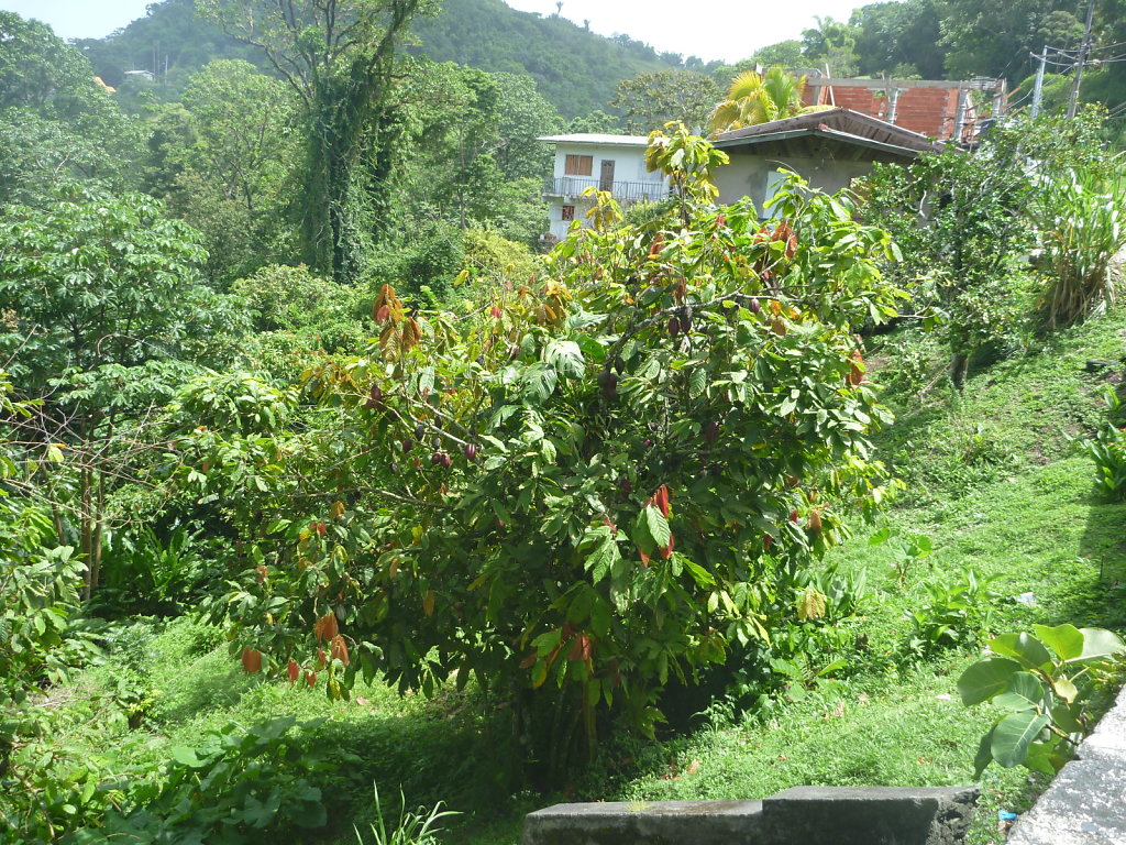 P1020445.JPG